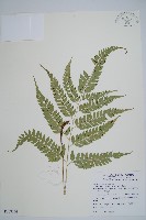 斜方複葉耳蕨藏品圖，第1張