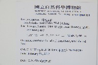 斜方複葉耳蕨藏品圖，第2張