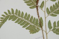 斜方複葉耳蕨藏品圖，第3張