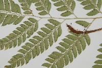 斜方複葉耳蕨藏品圖，第4張