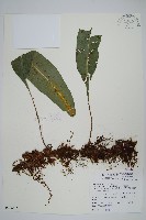 扇蕨藏品圖，第1張