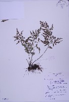 尖葉鐵角蕨藏品圖，第1張