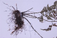 尖葉鐵角蕨藏品圖，第3張