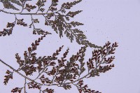 尖葉鐵角蕨藏品圖，第4張