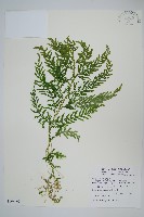 全緣卷柏藏品圖，第1張