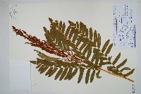 歐紫萁藏品圖，第1張