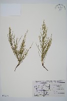 問荊藏品圖，第1張