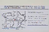 多足蕨藏品圖，第2張
