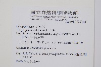 石松藏品圖，第2張