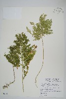 密葉卷柏藏品圖，第1張