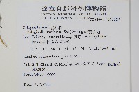 密葉卷柏藏品圖，第2張