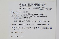 大星蕨藏品圖，第2張