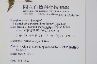 尖葉耳蕨藏品圖，第2張