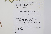 台灣小膜蓋蕨藏品圖，第2張