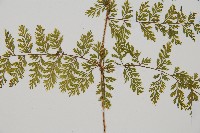 台灣小膜蓋蕨藏品圖，第3張