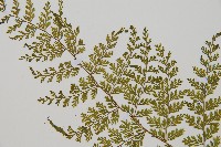 台灣小膜蓋蕨藏品圖，第5張