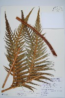 臺灣狗脊蕨藏品圖，第1張