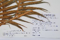 臺灣狗脊蕨藏品圖，第2張