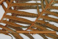 臺灣狗脊蕨藏品圖，第3張