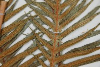 臺灣狗脊蕨藏品圖，第4張