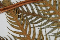 臺灣狗脊蕨藏品圖，第5張