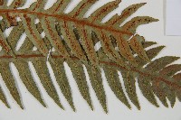 生芽狗脊蕨、頂芽狗脊蕨藏品圖，第3張