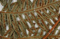 生芽狗脊蕨、頂芽狗脊蕨藏品圖，第4張