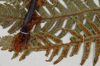 生芽狗脊蕨、頂芽狗脊蕨藏品圖，第5張