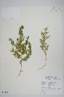 密葉卷柏藏品圖，第1張