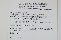 密葉卷柏藏品圖，第2張