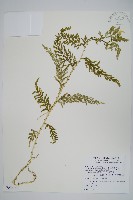 全緣卷柏藏品圖，第1張