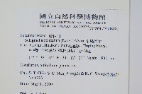 全緣卷柏藏品圖，第2張