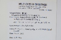 疏葉卷柏藏品圖，第2張