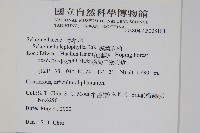 膜葉卷柏藏品圖，第2張