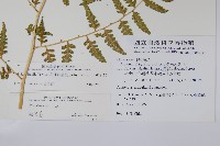 花蓮蹄蓋蕨藏品圖，第2張