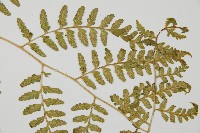 花蓮蹄蓋蕨藏品圖，第4張