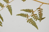 花蓮蹄蓋蕨藏品圖，第5張