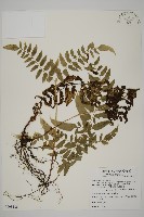 臺灣鳳丫蕨藏品圖，第1張