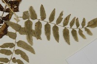 臺灣鳳丫蕨藏品圖，第4張