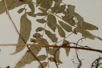 臺灣鳳丫蕨藏品圖，第5張