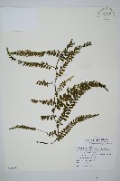 瓶蕨藏品圖，第1張