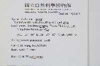 瓶蕨藏品圖，第2張