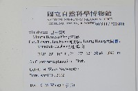 書帶蕨藏品圖，第2張