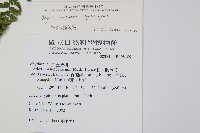 阿里山蹄蓋蕨藏品圖，第2張