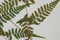 阿里山蹄蓋蕨藏品圖，第4張