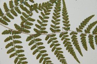 阿里山蹄蓋蕨藏品圖，第5張