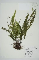 生芽鐵角蕨藏品圖，第1張