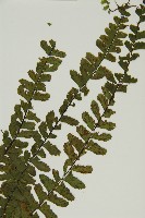 生芽鐵角蕨藏品圖，第3張