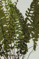 生芽鐵角蕨藏品圖，第4張