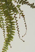 生芽鐵角蕨藏品圖，第5張